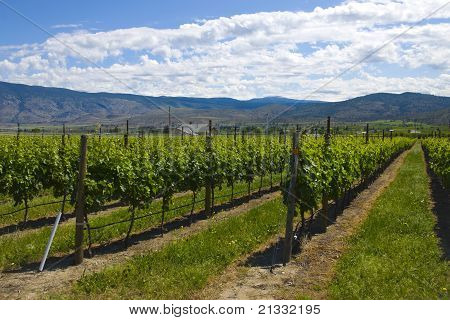 Vinic a sadů. Osoyoos, př.