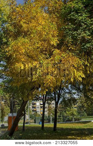 Popular Zaimov park  for rest and walk with auntual  yellow foliage, Oborishte district, Sofia, Bulgaria