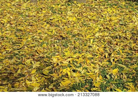 Natural background of autumnal foliage in Popular Zaimov park, Sofia, Bulgaria