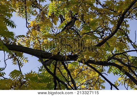 Branch of auntual  yellow foliage with crow in Popular Zaimov park, Sofia, Bulgaria