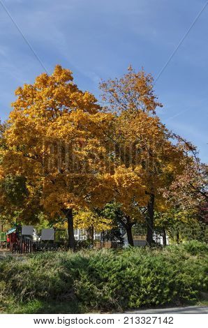 Popular Zaimov park  for rest and walk with auntual  yellow foliage, Oborishte district, Sofia, Bulgaria