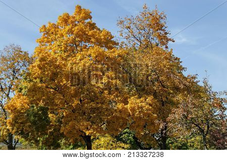 Popular Zaimov park  for rest and walk with auntual  yellow foliage, Oborishte district, Sofia, Bulgaria