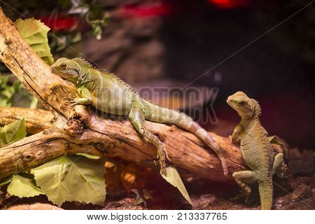 Live wild reptiles lizards shot close-up in nature