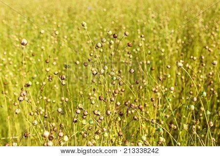 flax plant before harvest , close up