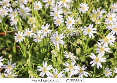 Stellaria holostea white flowers , close up