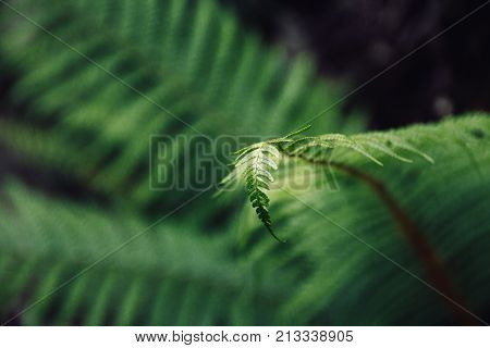 Closeup detail macro shot of fern leaves