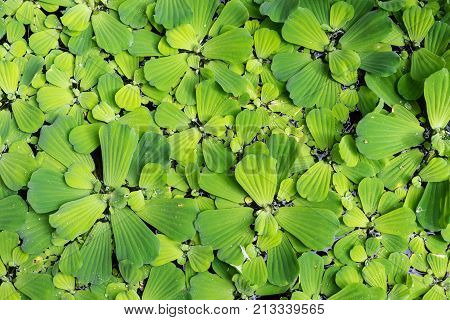 Common duckweed Lemna minor, full frame texture structure