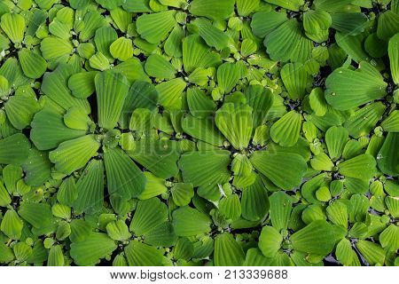 Common duckweed Lemna minor, full frame texture structure