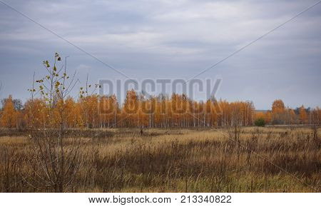 Meadow and golden birch forest in the late fall. The sky is gray with clouds. Dry Grass
