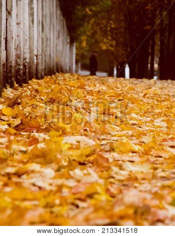 Autumn landscape with a lot of fallen yellow leaves in the foreground and an elderly man in a beret in the background