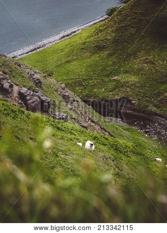 A Sheep Looks Up From The Hillside It's Grazing On, Just Downhill From Lealt Falls, Isle Of Skye, Sc