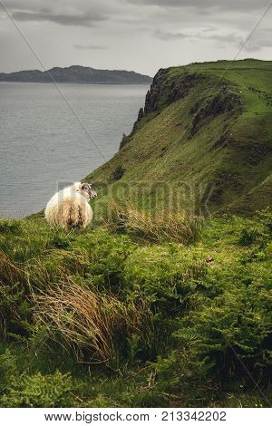 A Sheep Looks Out From The Hillside It's Grazing On, Just Downhill From Lealt Falls, Isle Of Skye, S
