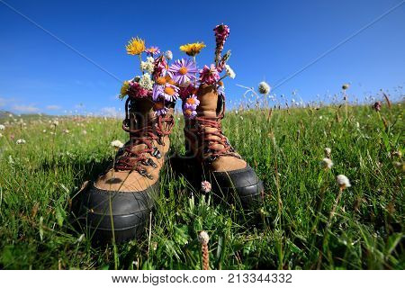 hike boots with beautiful flowers in grassland mountains top