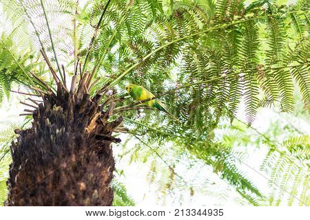 budgerigar with yellow and green feather sitting on palm tropical bird