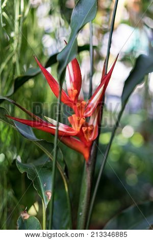 tropical plant heliconia angusta with red flower bud botany