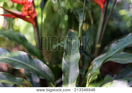 tropical plant heliconia angusta with red flower bud botany