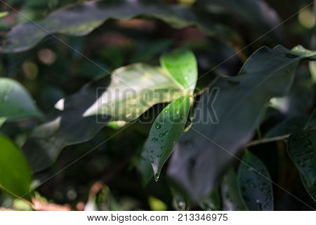 tropical plant heliconia angusta with red green leaf