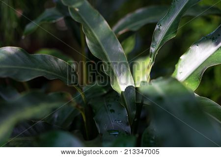 tropical plant heliconia angusta with red green leaf