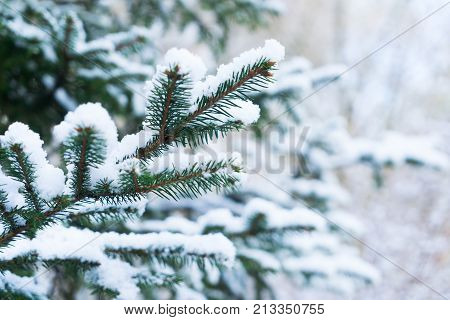 Winter with green spruice tree in fallen snow