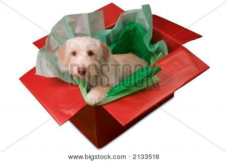 선물 상자에 강아지