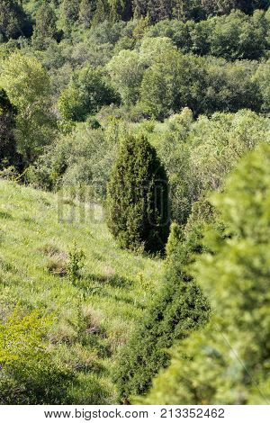 pine tree in the mountains . In the park in nature