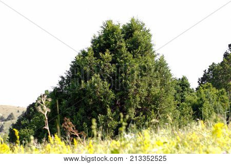 pine tree in the mountains . In the park in nature