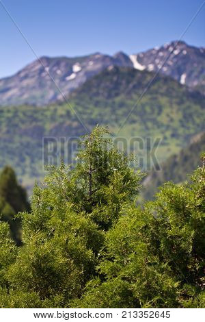 pine tree in the mountains . In the park in nature