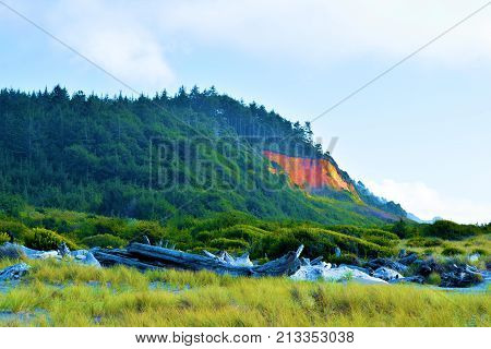 Pine forest inundating bluffs beside a rural beach with coastal shrubs and driftwood taken at Gold Bluffs Beach in the Northern California Coast