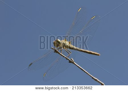 dragonfly on a background of blue sky .