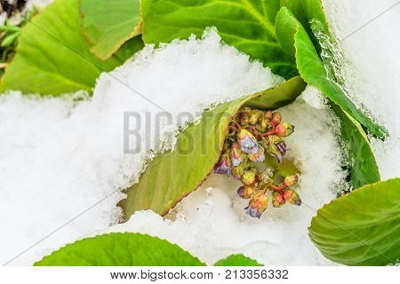 Blossoming flowers badan (bergenia) with snow covered green leaves. Spring snow on plants.