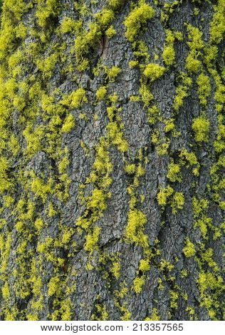 Bright Green Moss Clings to Bark of Tree