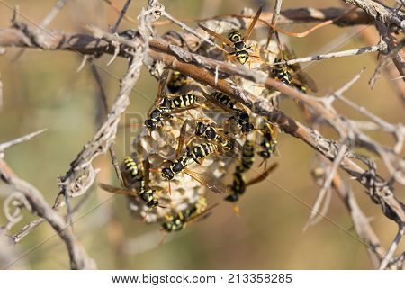 wasps in nature. macro . In the park in nature