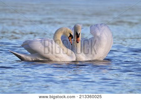 A pair of mute swans swimming close together on a on a blue lake and touch their heads together in a bonding moment.
