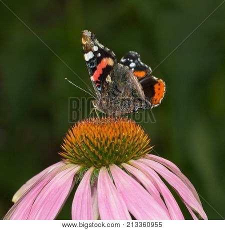 beautiful butterfly on a flower in nature .