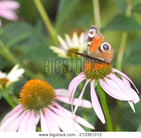 beautiful butterfly on a flower in nature .