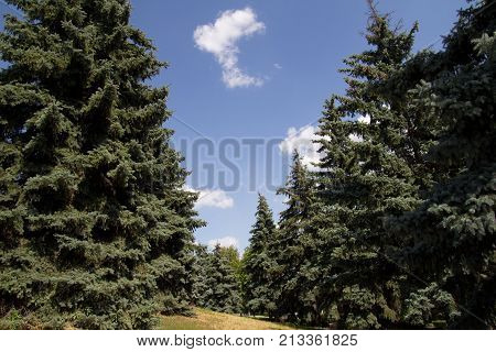 beautiful spruce outdoors . In the park in nature