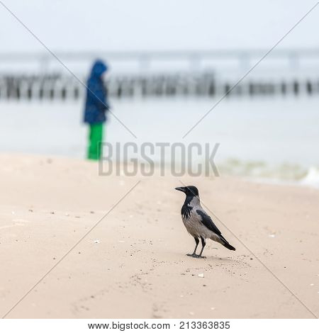 Hoodiecrow At The Beach With A Blurry Person In Background