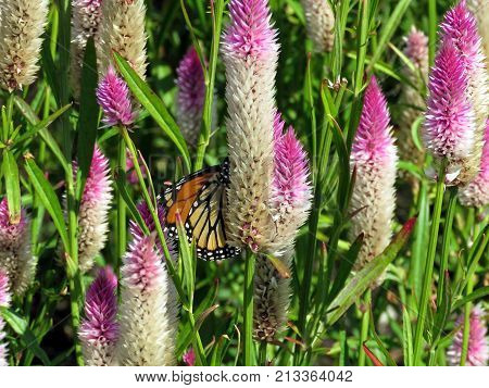 Monarch butterfly and Eremurus flowers on shore of the Lake Ontario in Toronto Canada September 12 2017