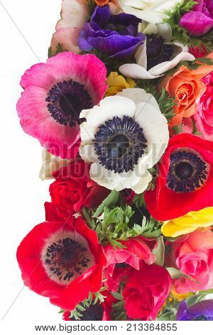 Fresh anemones and roses flowers border isolated over white background