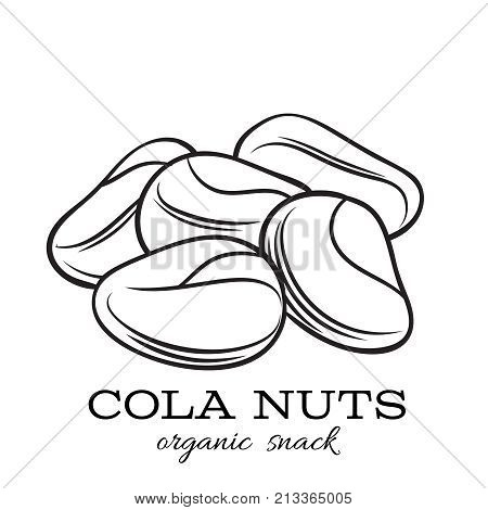 Vector hand drawn cola nut for template label, packing and emblem farmer market design. Retro sketch style.