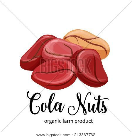 Vector cola nuts in cartoon style for template label, packaging snack and emblem farmer market design