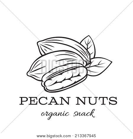 Vector hand drawn pecan nuts for template label, packing and emblem farmer market design. Retro sketch style.