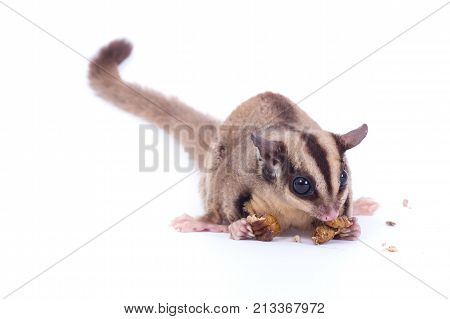 Female sugar glider eating roast insect on the floor isolate on white.
