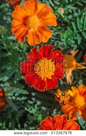 African Marigold Marigold Flower In Garden