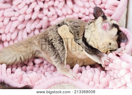Funny sleeping cute Sugar Glider on the carpet.