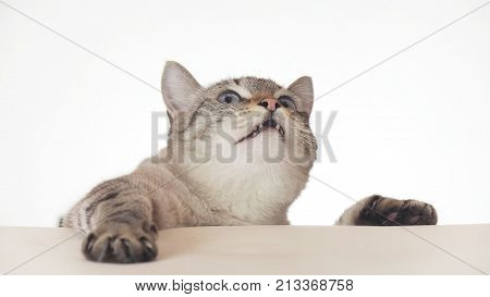 Beautiful Thai cat looking around close-up on a white background