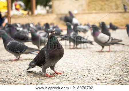 Feed-eating Street Pigeons