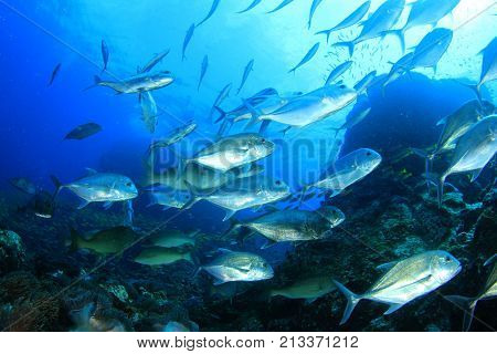 School of Trevally fish (Jackfish) on coral reef in ocean