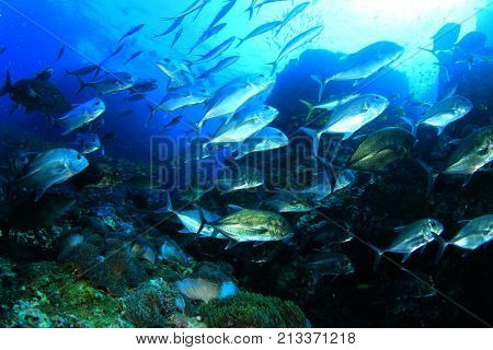 School of Trevally fish (Jackfish) on coral reef in ocean