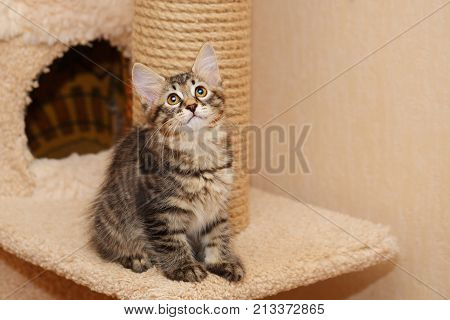 Cute little kitty bobtail sitting at the entrance of a house cat. Pets. Hypoallergenic cat breed. Portrait of a tabby cat.